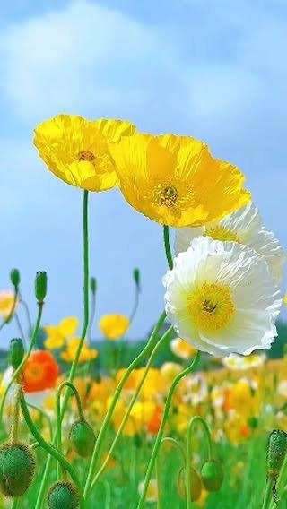 Abhijit Pawar
